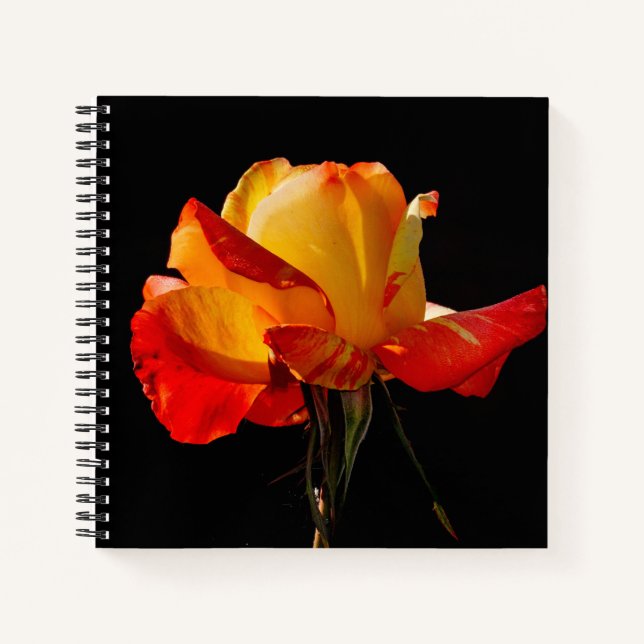 Peachy Orange Rose Notizbuch (Vorderseite)