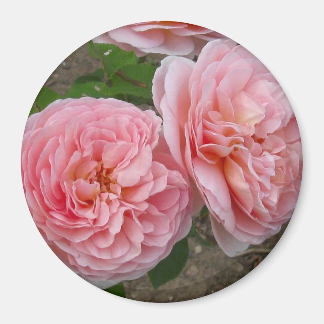 Peachy Pink English Rose 3" Round Magnet (Vorne)
