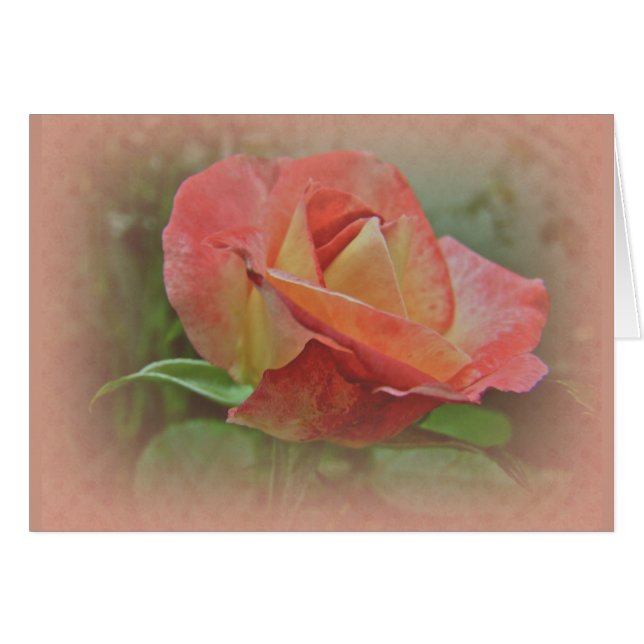 Peachy Rose Blossom (Vorderseite (Horizontal))