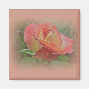 Peachy Rose Blossom Magnet