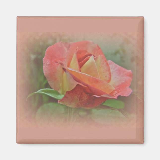 Peachy Rose Blossom Magnet (Vorne)