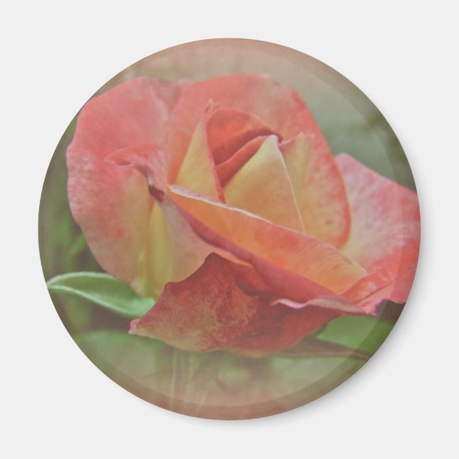 Peachy Rose Blossom Magnet (Vorne)