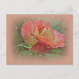 Peachy Rose Blossom Postkarte