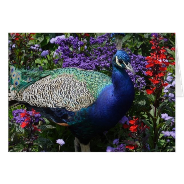 Peacock (Vorderseite (Horizontal))