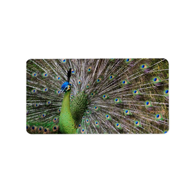 Peacock Adressaufkleber (Vorne)