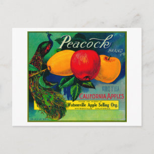 Peacock Apple Crate LabelWatsonville, CA Postkarte