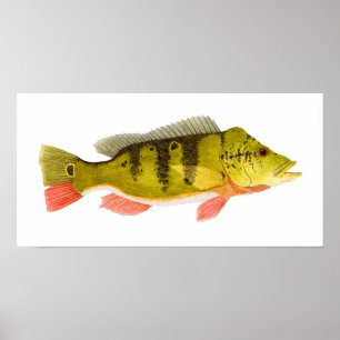 Peacock Bass Print Poster