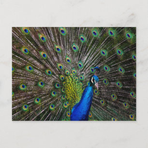 Peacock Beauty Postkarte