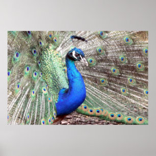 Peacock Bird Foto Nature Wall Poster