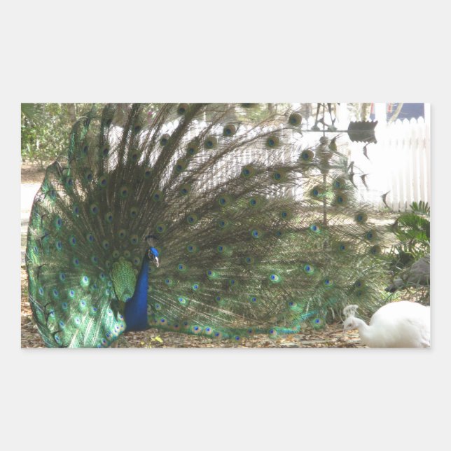 Peacock Bird Plumage und Albino Peahen Foto Rechteckiger Aufkleber (Vorderseite)