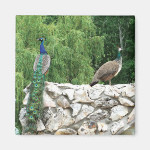 Peacock Birds Garden 5,1 cm Square Magnet