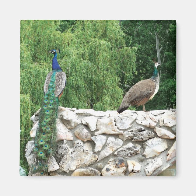 Peacock Birds Garden 5,1 cm Square Magnet (Vorne)