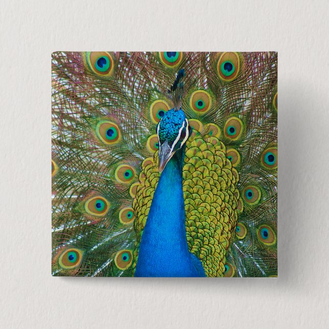 Peacock Blue Head mit bunten Schwanz Feathers Button (Vorderseite)