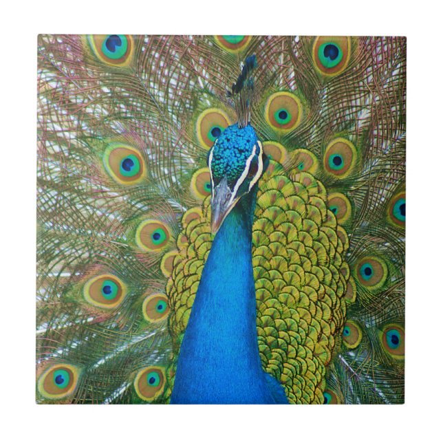 Peacock Blue Head mit bunten Schwanz Feathers Fliese (Vorderseite)