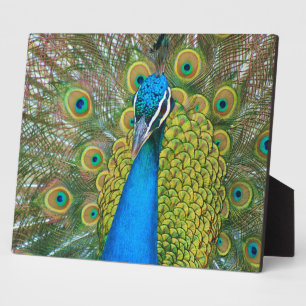 Peacock Blue Head mit bunten Schwanz Feathers Fotoplatte