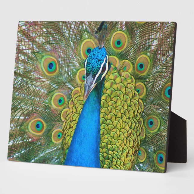 Peacock Blue Head mit bunten Schwanz Feathers Fotoplatte (Seite)