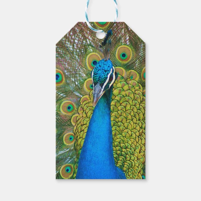 Peacock Blue Head mit bunten Schwanz Feathers Geschenkanhänger (Vorderseite)