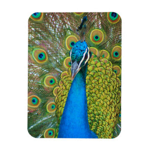 Peacock Blue Head mit bunten Schwanz Feathers Magnet