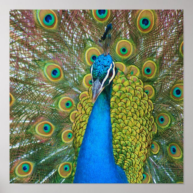 Peacock Blue Head mit bunten Schwanz Feathers Poster (Vorne)