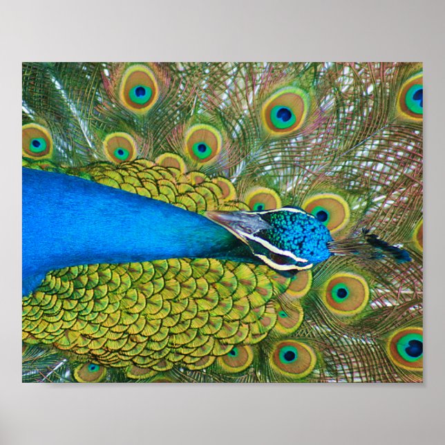 Peacock Blue Head mit bunten Schwanz Feathers Poster (Vorne)