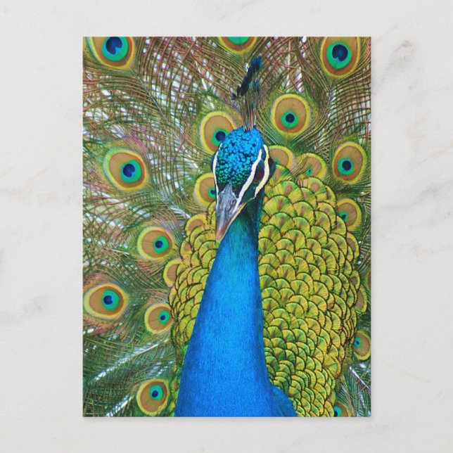 Peacock Blue Head mit bunten Schwanz Feathers Postkarte (Vorderseite)