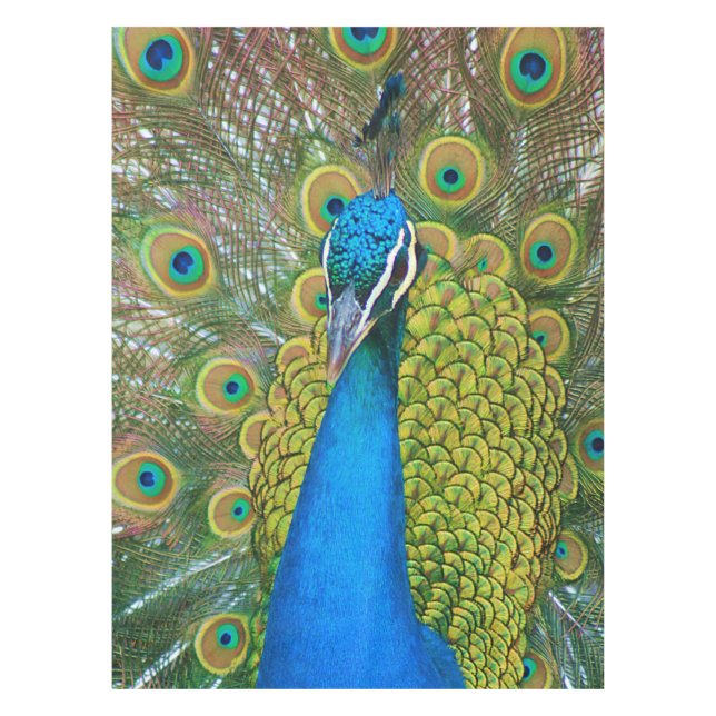 Peacock Blue Head mit bunten Schwanz Feathers Tischdecke (Vorderseite)