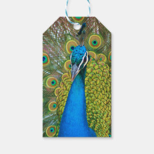 Peacock Blue Head mit bunten Schwanz Federn Geschenkanhänger