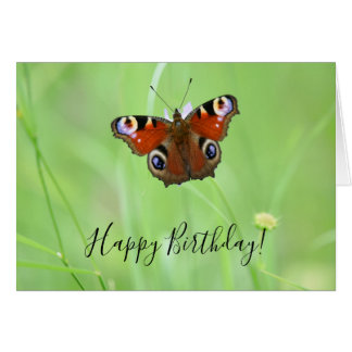 Peacock Butterfly
