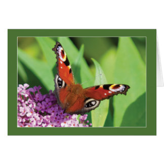 Peacock Butterfly auf Buddleia Blank