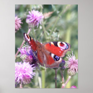 Peacock Butterfly im Sommer Sonnenschein Poster