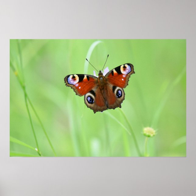 Peacock Butterfly Poster (Vorne)