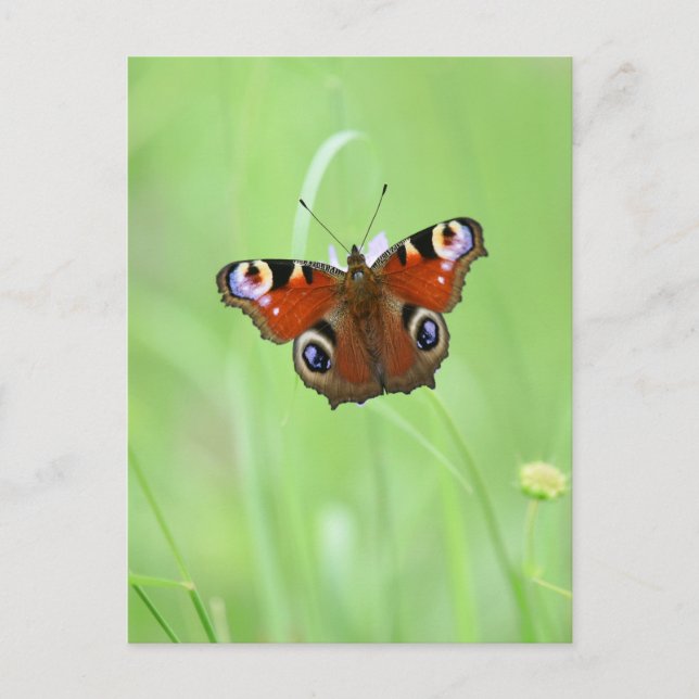 Peacock Butterfly Postkarte (Vorderseite)