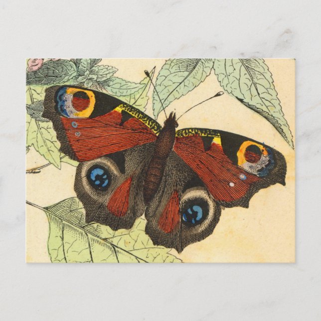 Peacock Butterfly Postkarte (Vorderseite)