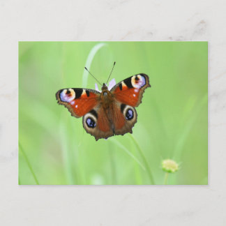 Peacock Butterfly Postkarte