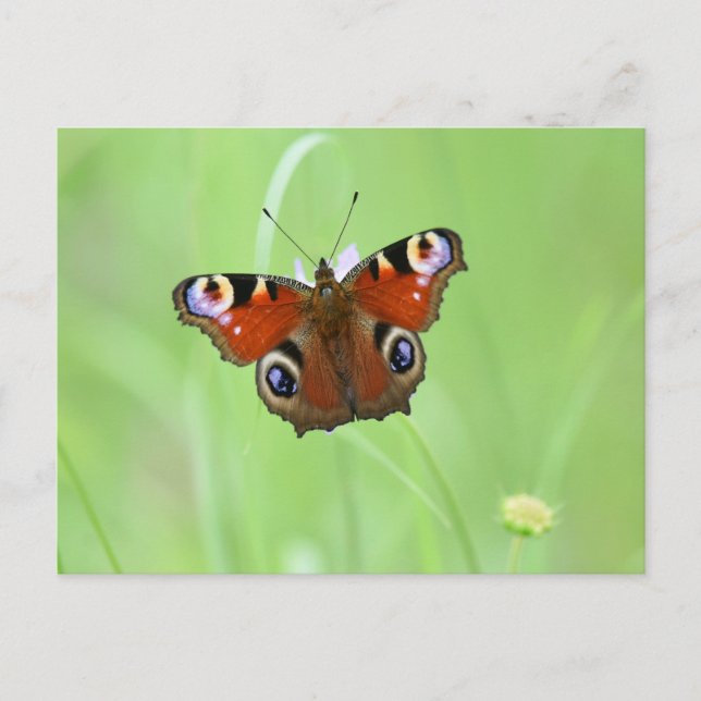 Peacock Butterfly Postkarte (Vorderseite)