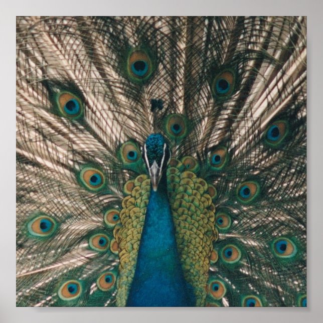 PEACOCK CANVAS DRUCKEN POSTER (Vorne)