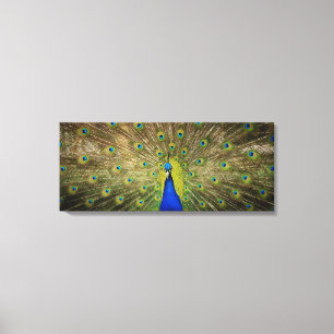 Peacock Canvas Print Leinwanddruck