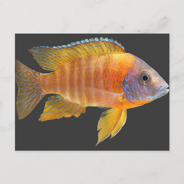 Peacock Cichlid Postkarte (Vorderseite)