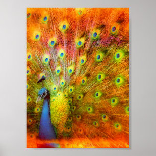 Peacock Digitale Kunst Poster