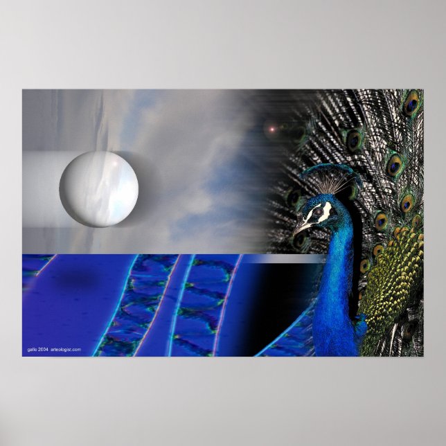 Peacock Dreams by Gregory Gallery Poster (Vorne)