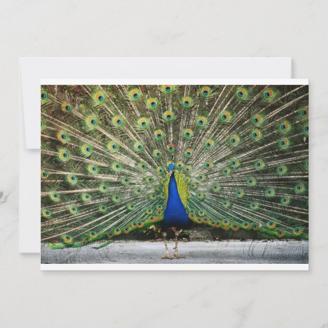 Peacock Einladung (Vorderseite)