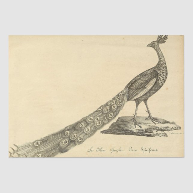 Peacock Ephemera Decoupage Seidenpapier (Vorderseite)