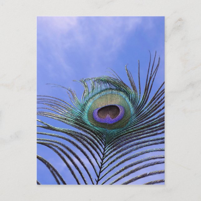 Peacock Feather 2 Foto Postkarte (Vorderseite)