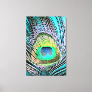 Peacock Feather auf Türkis Leinwanddruck