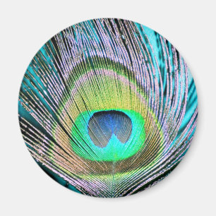 Peacock Feather auf Türkis Magnet