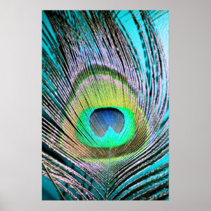 Peacock Feather auf Türkis Poster