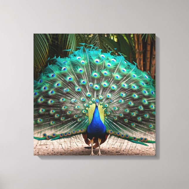 Peacock Feather Fanning Leinwanddruck (Vorderseite)