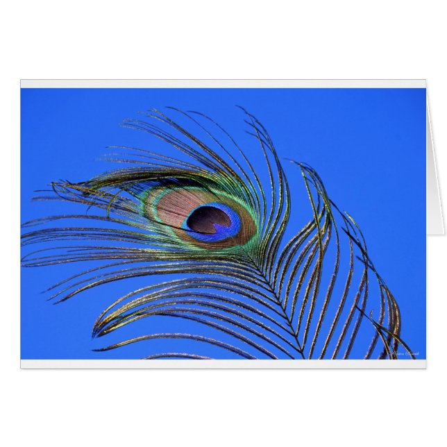 Peacock Feather Fotografie (Vorderseite (Horizontal))