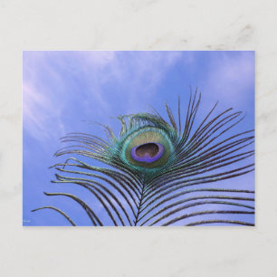 Peacock Feather Fotografie Postkarte