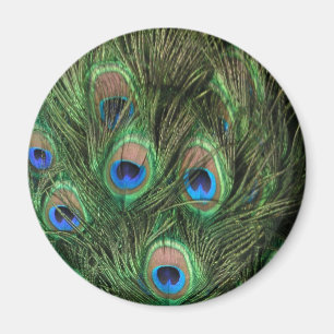 Peacock Feather Magnet
